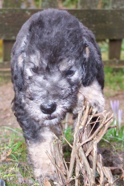 Ar-cen-ciel Arlequin 24.02 (20).JPG